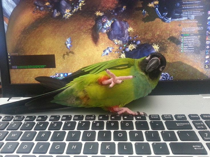 Conure nanday sur ordinateur